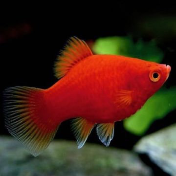 Xiphophorus maculatus platy red 