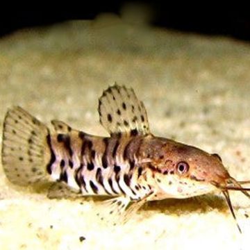 Hoplosternum thoracatum