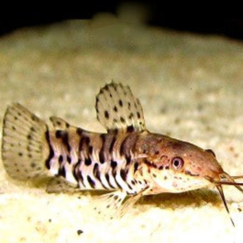 Hoplosternum thoracatum Hoplosternum thoracatum