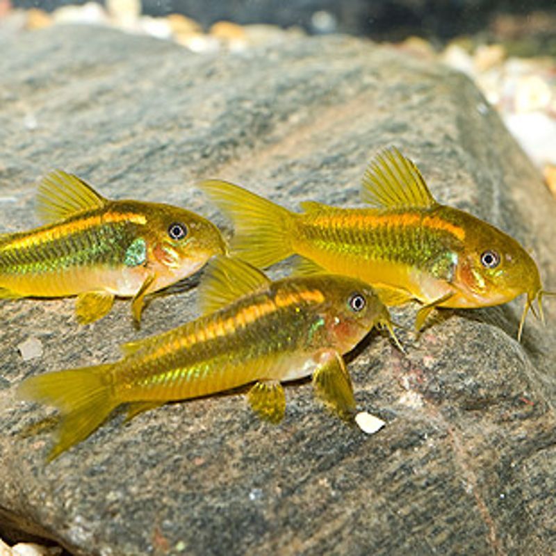 Corydoras Sp Neon red Stripe lot de 2