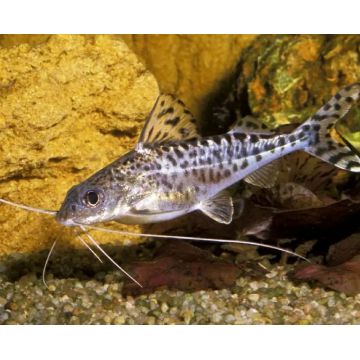 Pimelodus Pictus Angelicus - gevlekte engelmeerval  6-8cm