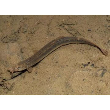 Misgurnus Anguillicaudus - Barometre lot de 2
