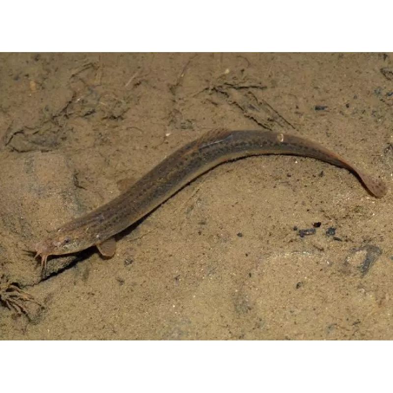 Misgurnus Anguillicaudus - Barometre lot de 2