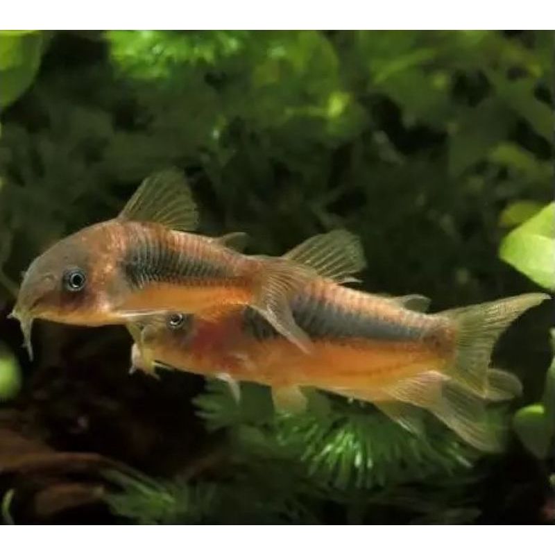 Corydoras aenus Corydoras aenus