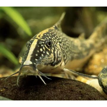 Corydoras Panda XL