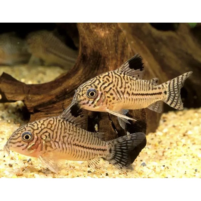 Corydoras Trilineatus XL