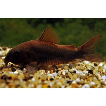 Corydoras aeneus black Venezuella lot de 2
