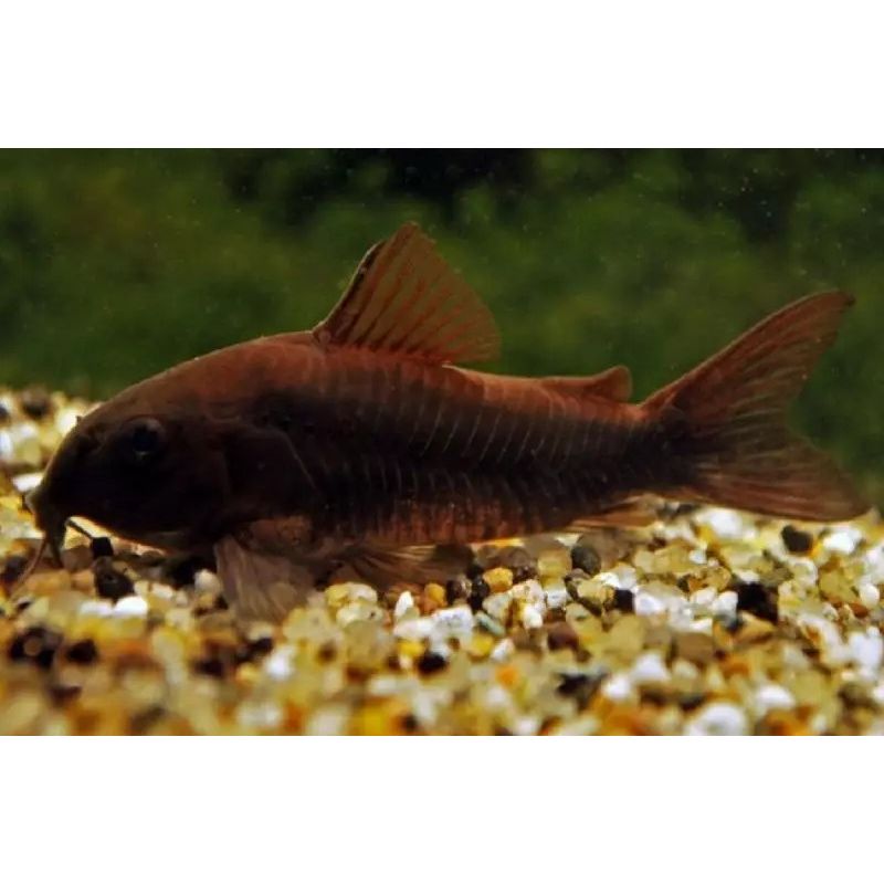 Corydoras aeneus black Venezuella lot de 2