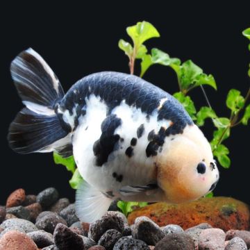 Ranchu small mix 10 cm lot de 2