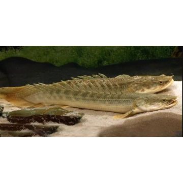 Protopterus Annextens 20-25cm