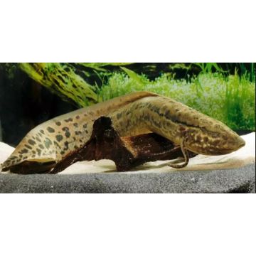 Protopterus Annextens 10-15cm