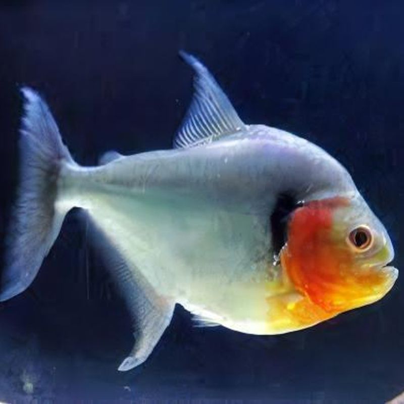 Serrasalmus manuelli Serrasalmus manuelli