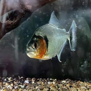 Serrasalmus manuelli