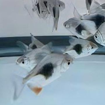 Metynnis blackberry 4-5cm