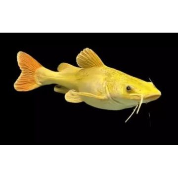 Phractocephalus Hemiliopterus Gold Albino 22cm