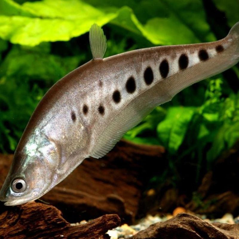 Chitala ornata 10cm Chitala ornata 10cm