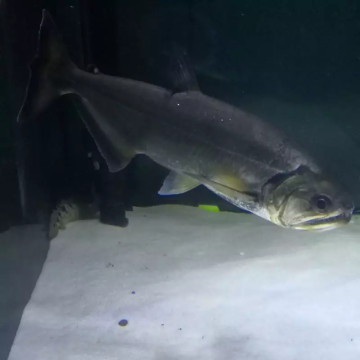 Hydrocynus Armatus XXL 35-40cm 