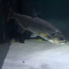 Hydrocynus Armatus XXL 35-40cm 
