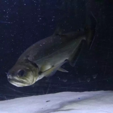 Hydrocynus Armatus XXL 35-40cm 