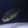 Hydrocynus Armatus XXL 35-40cm 