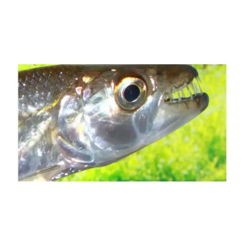 Hydrocynus Goliath (Poisson tigre goliath) 10-12cm