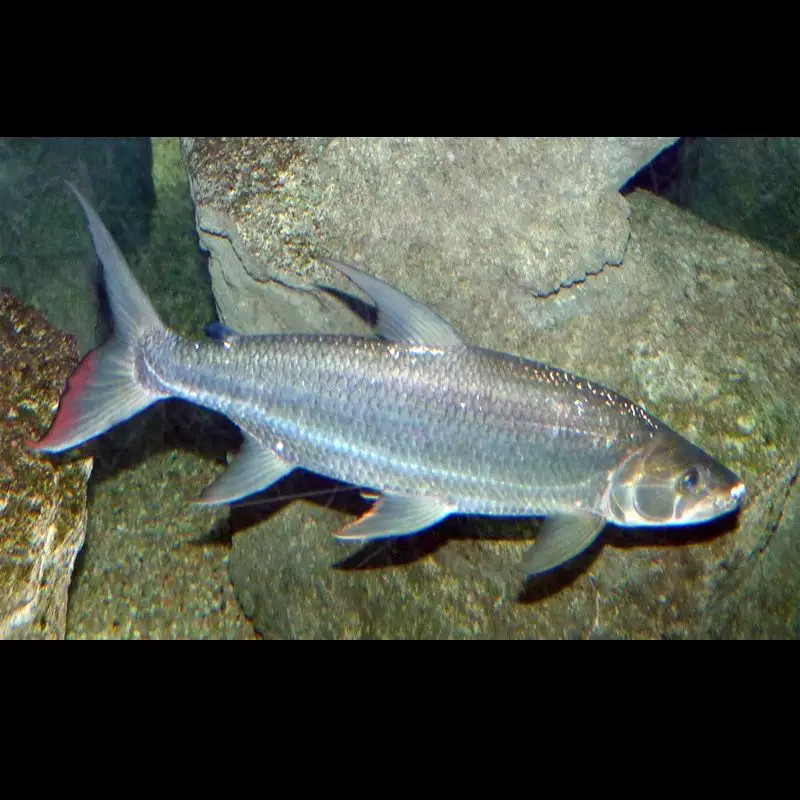 Hydrocynus goliath (Poisson tigre goliath) 10-15cm