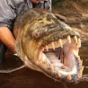 Hydrocynus goliath (Poisson tigre goliath) 10-15cm