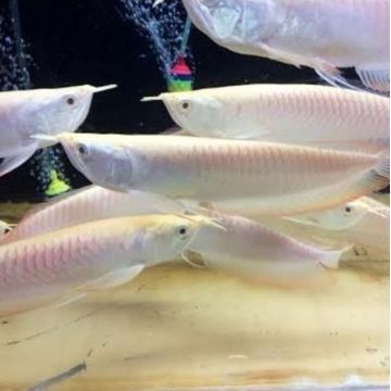 Osteoglossum bicirrhosum Arowanas argentée 20-25 cm