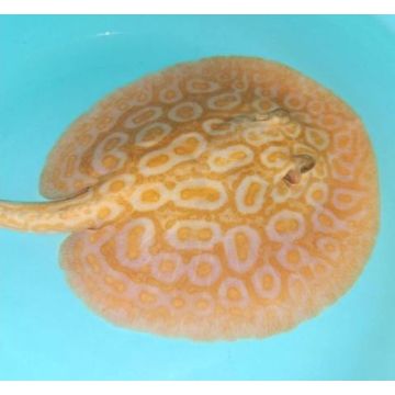 Potamotrygon sp pearl albinos 40 cm  mâle  SUPERBE