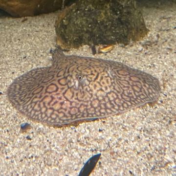 Potamotrygon hybride 10-12cm de corps femelle