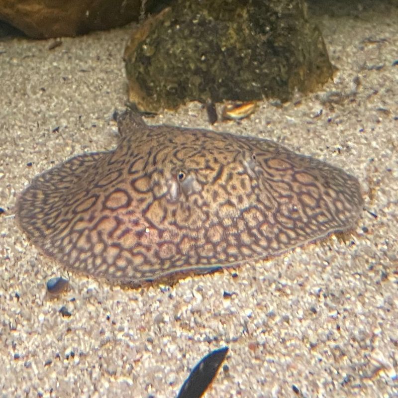 Potamotrygon hybride 10-12cm de corps Potamotrygon hybride 10-12cm de corps
