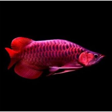 Scléropage formosus - super red (1664) 50cm avec cites et micropuce