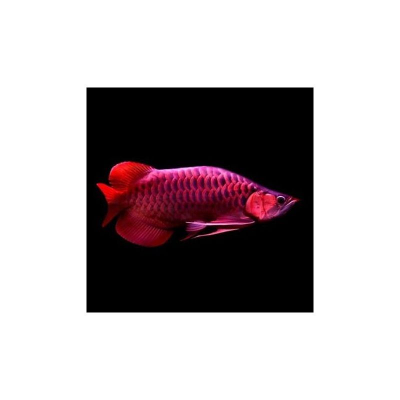 Scléropage formosus - super red (1664) 50cm avec cites et micropuce