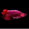 Scléropage formosus - super red (1664) 50cm avec cites et micropuce