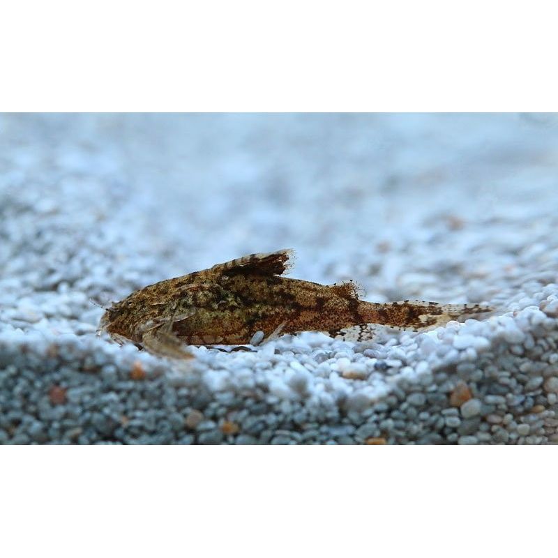 Hara Jerdoni - Erethistes Jerdoni Hara Jerdoni - Erethistes Jerdoni