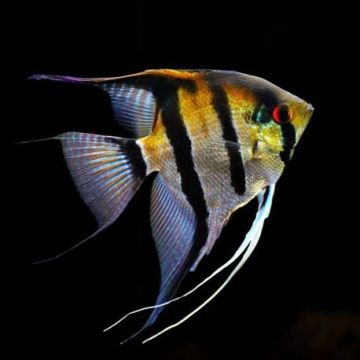 Pterophyllum-Scalaires zébrés 6-8 cm 8,50 €