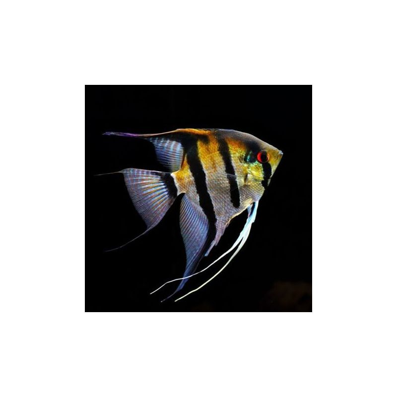 Pterophyllum-Scalaires zébrés 6-8 cm 8,50 € Pterophyllum-Scalaires zébrés 6-8 cm 8,50 €