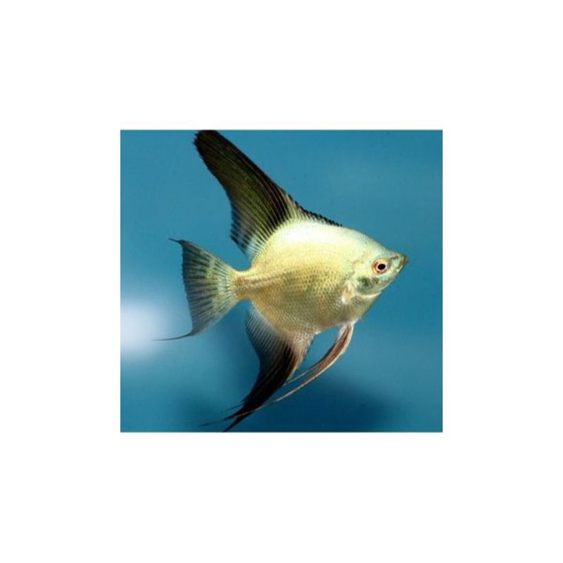 Scalaire bulgarian 4cm