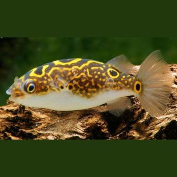 Tetraodon Biocellatus - Dichotomyctere Ocellatus 4-5cm