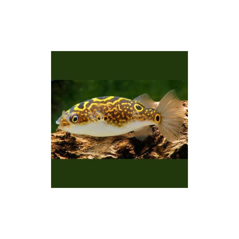 Tetraodon Biocellatus - Dichotomyctere Ocellatus 4-5cm