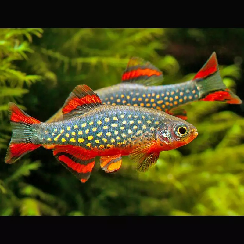 Danio margaritatus (Microrasbora galaxy) lot de 5 Danio margaritatus (Microrasbora galaxy) lot de 5