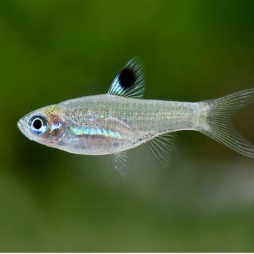 Rasbora dorsociellata lot de 10