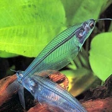Kryptopterus bicirrhis lot de 5