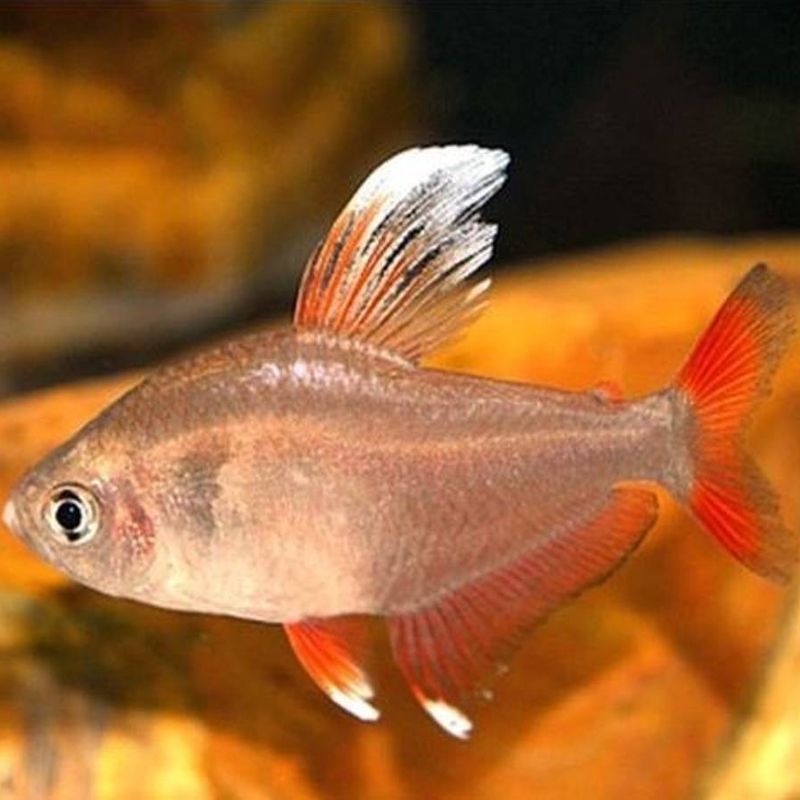 Hyphessobrycon Bentosi white fin lot de 5 Hyphessobrycon Bentosi white fin lot de 5