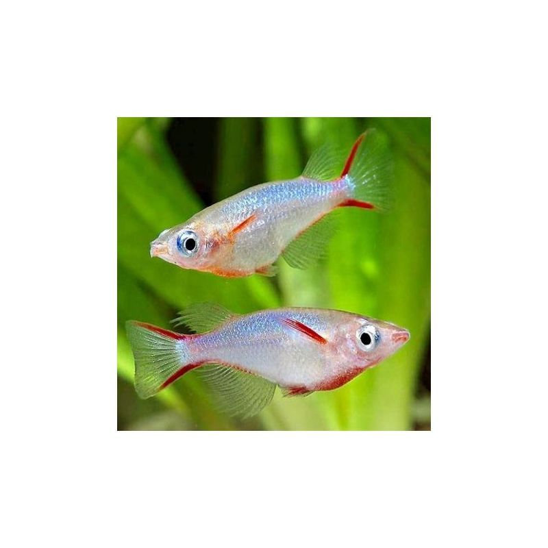 Oryzia woworae Oryzia woworae