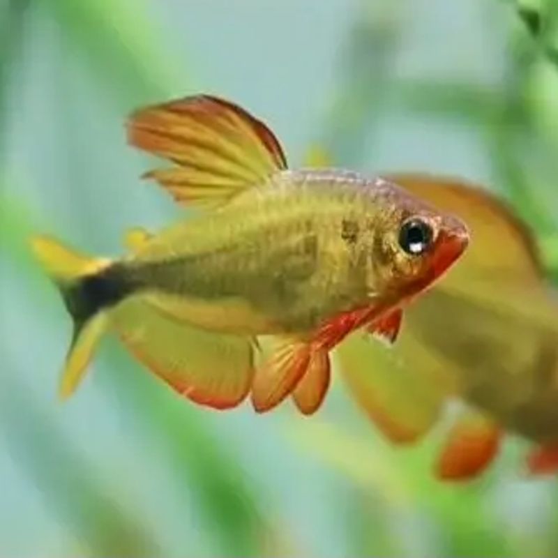 Hyphessobrycon procryon set van 5 - 2-3cm