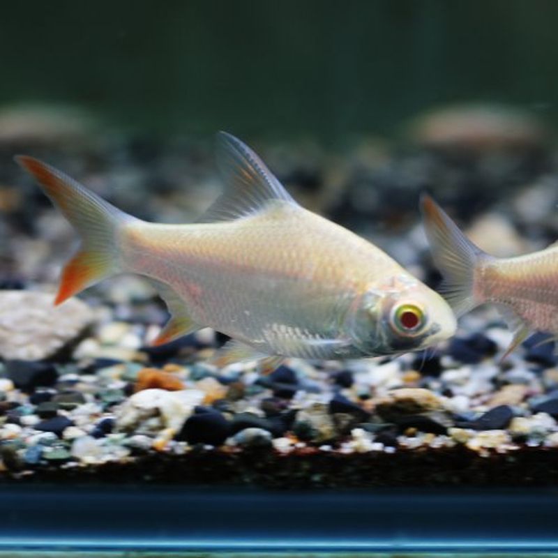 Barbus schwanenfeldi albinos 5-6cm lot de 2 Barbus schwanenfeldi albinos 5-6cm lot de 2