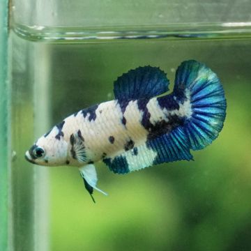 Betta mannelijk Marble dot - plakat marble dot