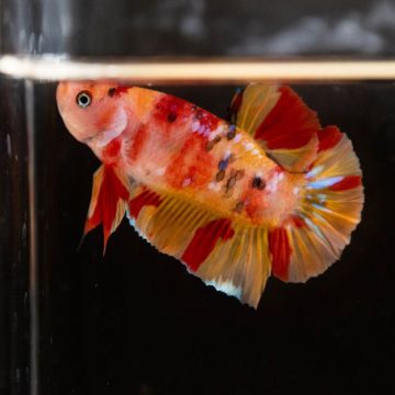 couple de betta plakat Koi nemo