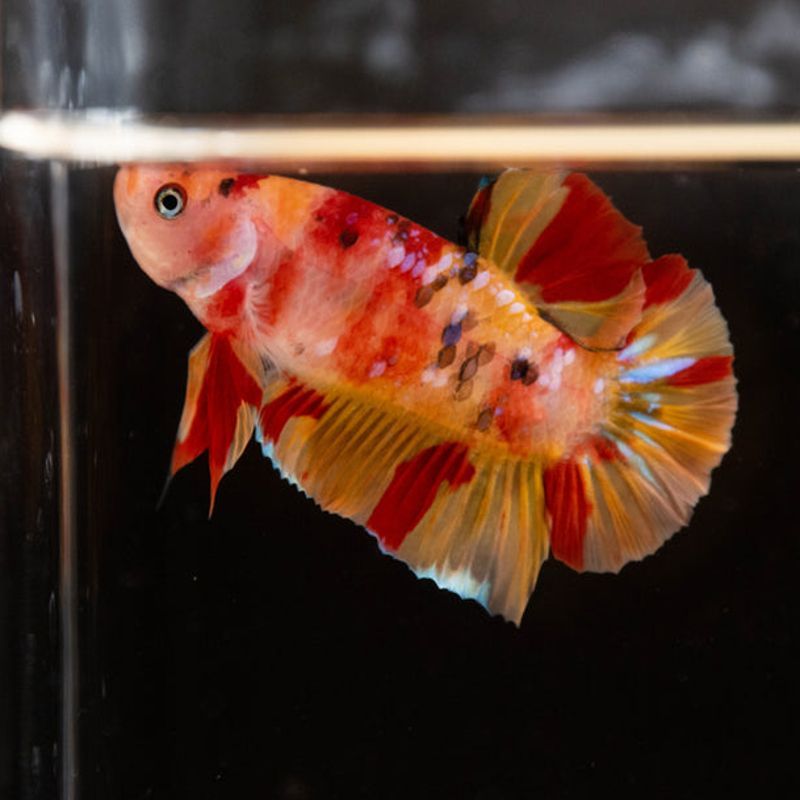 couple de betta plakat Koi nemo